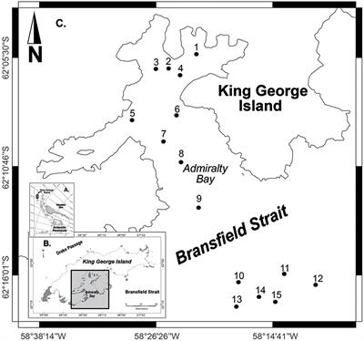 High Prevalence of Gammaproteobacteria in the Sediments of Admiralty Bay and North Bransfield Basin, Northwestern Antarctic Peninsula